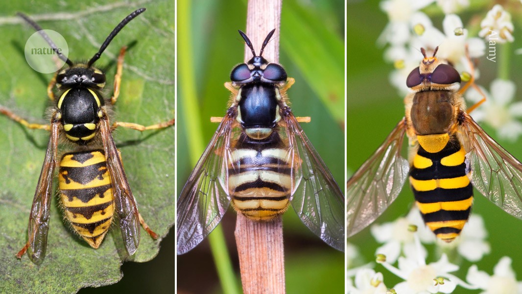 NatureNV's tweet card. Nature - Predation experiments using models of edible flies and stinging wasps provide some answers to a long-standing evolutionary puzzle in mimicry research.