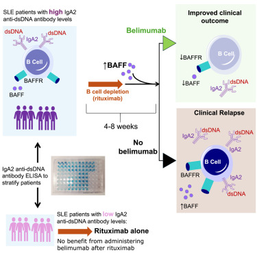 MikeEhrenstein's tweet card. McCluskey et al. show that baseline serum IgA2 anti-dsDNA antibody levels are a companion biomarker of response to belimumab after rituximab in systemic lupus erythematosus. Increased BAFF receptor...