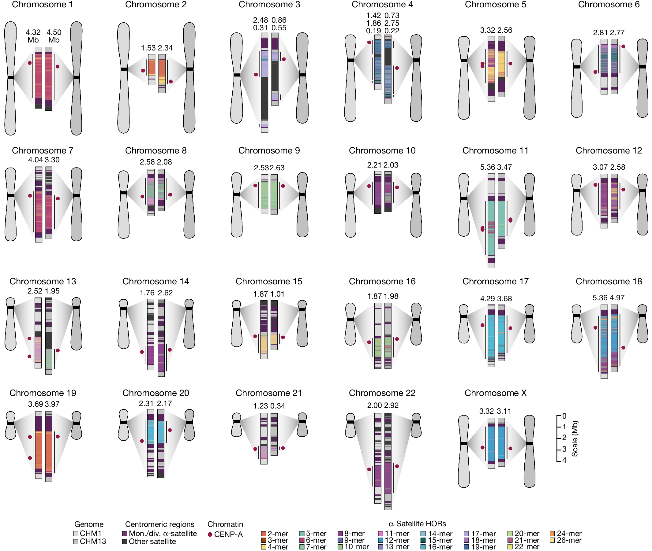 PennMedBench's tweet card. Nature - A comparison of two complete sets of human centromeres reveals that the centromeres show at least a 4.1-fold increase in single-nucleotide variation compared with their unique flanks, and...