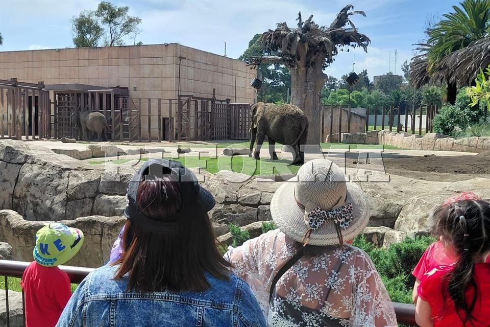 Reforma's tweet card. Nuevo juicio de amparo demandó mejorar las condiciones en las que habita la elefanta "Ely", residente del Zoológico de San Juan de Aragón.