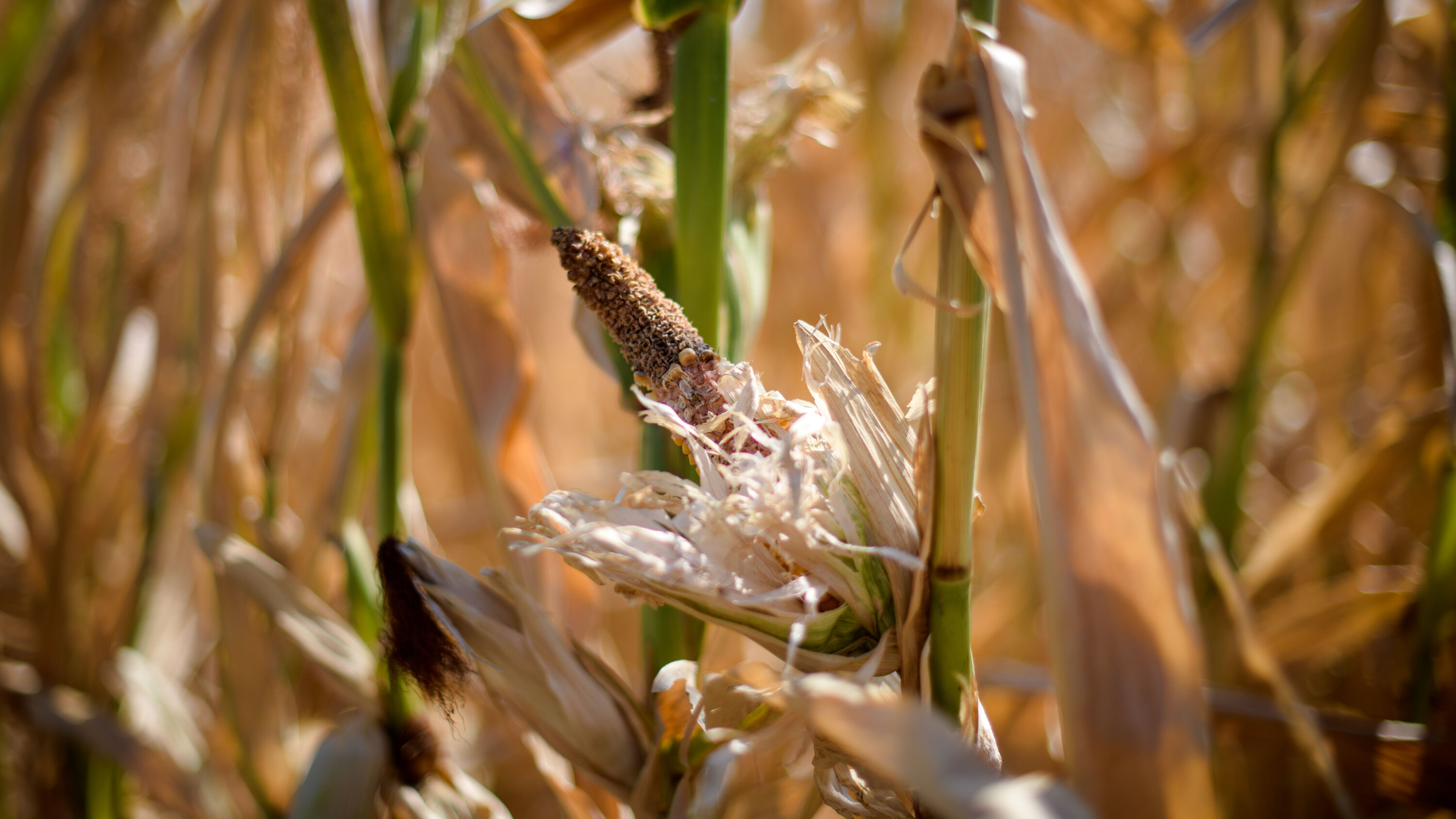 SKBLab's tweet card. Genetically altering crops may be key to helping them adapt to extreme temperatures. But shrinking funds and social acceptance stand in the way.