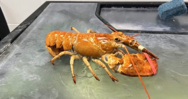 kfor's tweet card. Workers at a Rhode Island grocery store were shocked to find a bright colored crustacean in their latest seafood delivery.