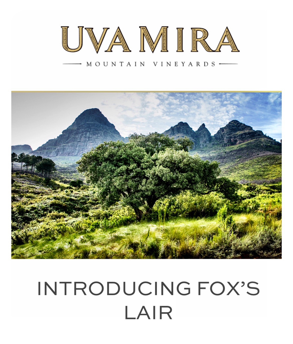gregsherwoodmw's tweet card. Uva Mira recently announced the exclusive maiden release of the Fox’s Lair red – a Cabernet Franc led Cape Bordeaux Blend that seems destined to become one of the Cape’s modern classics. “At dawn’s…