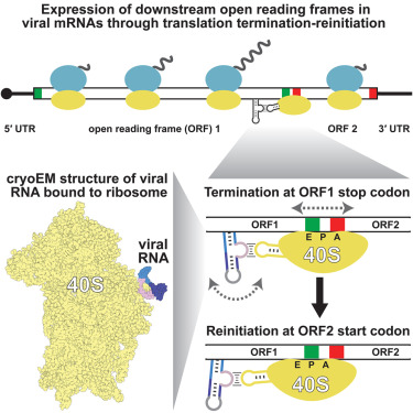 wyppeter's tweet card. Certain viruses with bicistronic mRNAs use reinitiation to translate the downstream open reading frame. Sherlock et al. use bioinformatics to find new examples of RNA structures that mediate reinit...