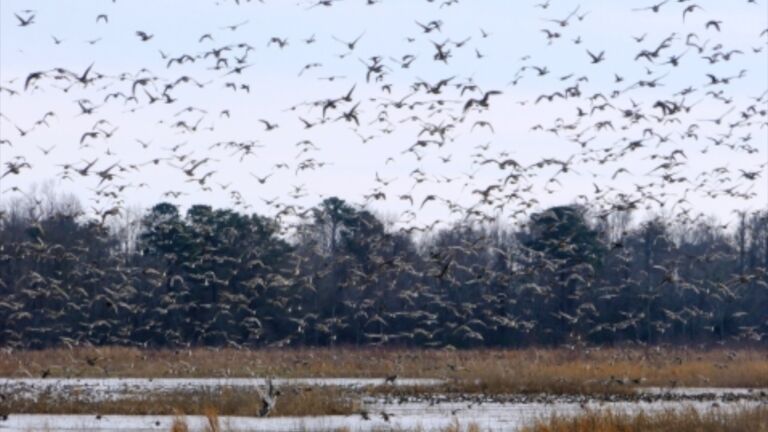 CarolinaJournal's tweet card. A federal judge has ruled in favor of environmental groups and against the US Fish and Wildlife Service in a dispute over an algaecide pilot project proposed for Lake Mattamuskeet. A court order...