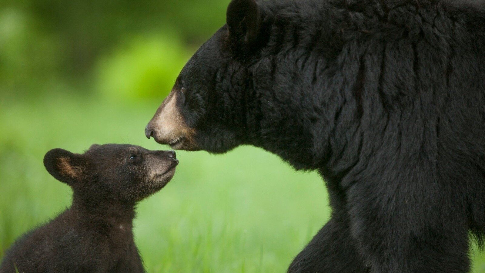 773bf69216b54db's tweet card. STOP THE FLORIDA BLACK BEAR TROPHY HUNT!!!