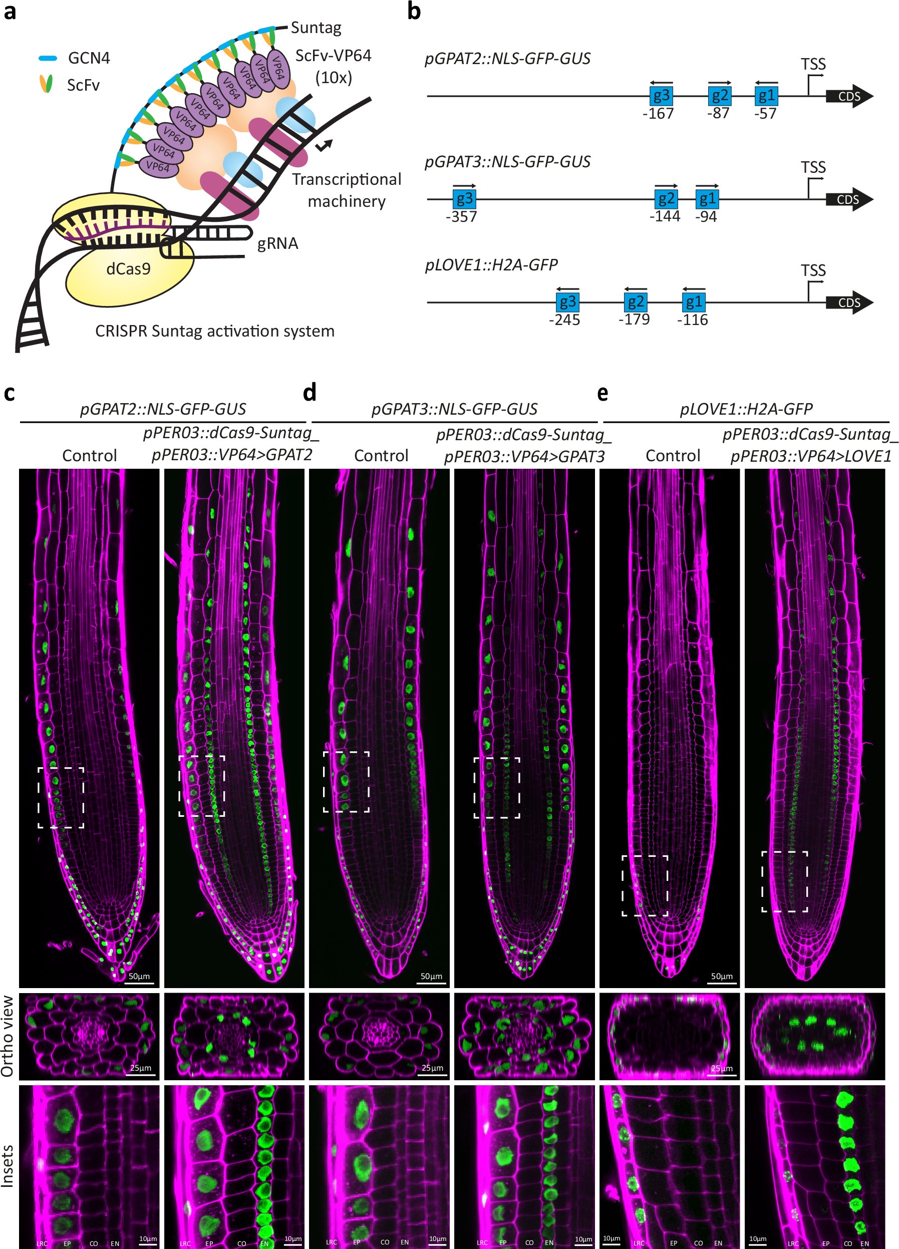 peechan1970's tweet card. Nature Communications - CRISPR activation enables multiplexed, cell-type-specific and stable gene expression in plants. Houbaert et al. successfully reprogrammed gene expression in the root...
