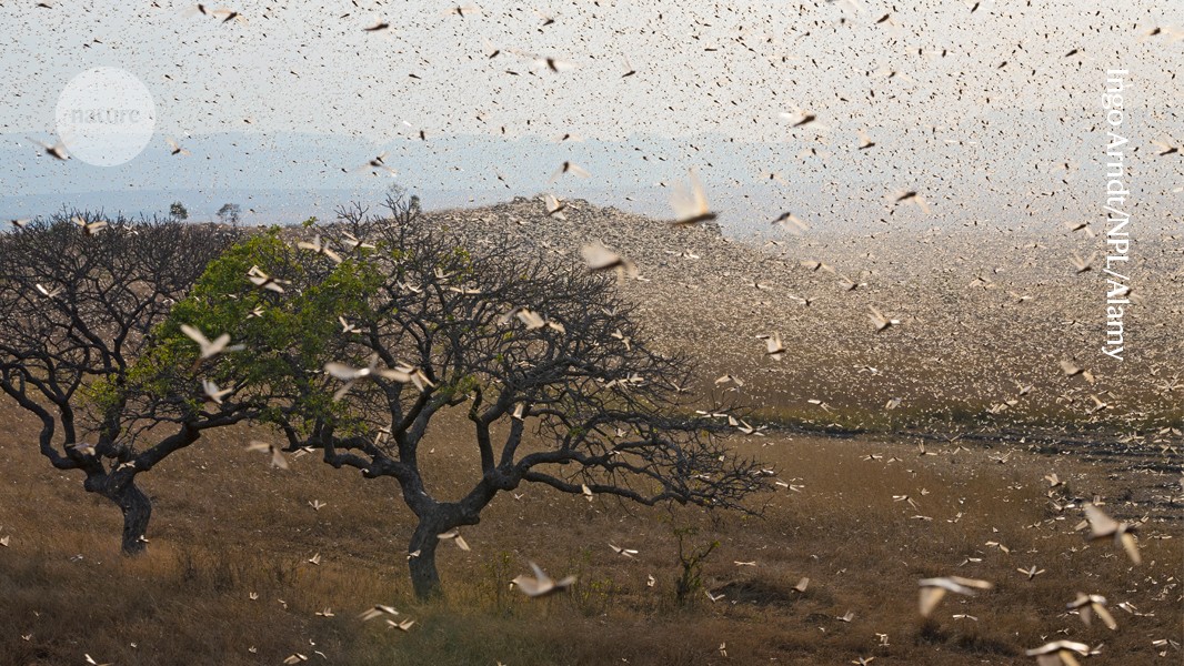 NatureNV's tweet card. Nature - The discovery of compounds that inhibit biosynthesis of the pheromone that triggers locust swarming suggests a fresh approach for controlling these pests.