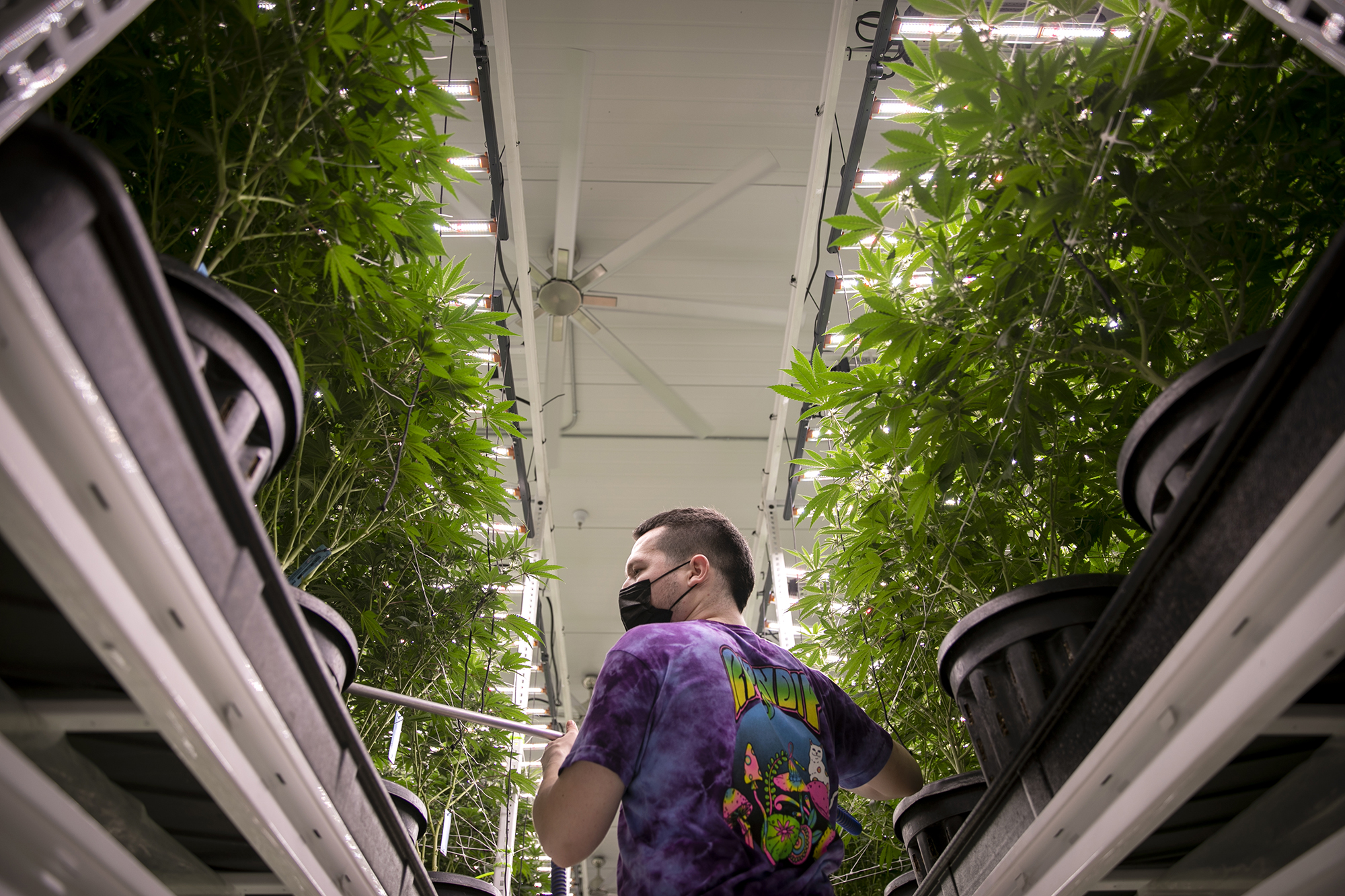 akoseff's tweet card. Customers will pay slightly more for legal weed after California’s excise tax is raised. Some lawmakers want to reduce it as the industry struggles with slumping sales.