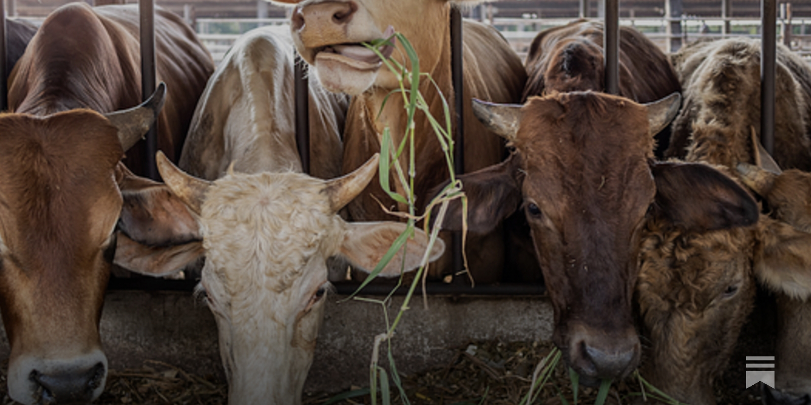 danrejto's tweet card. The Climate Comparative Advantage of American Beef Production