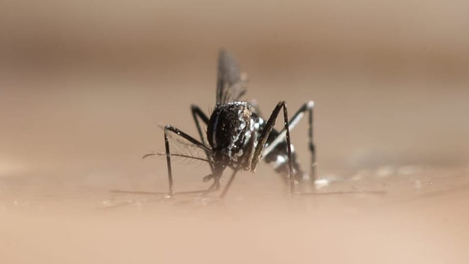 srfnews's tweet card. Das durch Tigermücken verbreitete Virus ist in Frankreich und Italien aufgetaucht. Kommt es in die Schweiz? Und was tun?