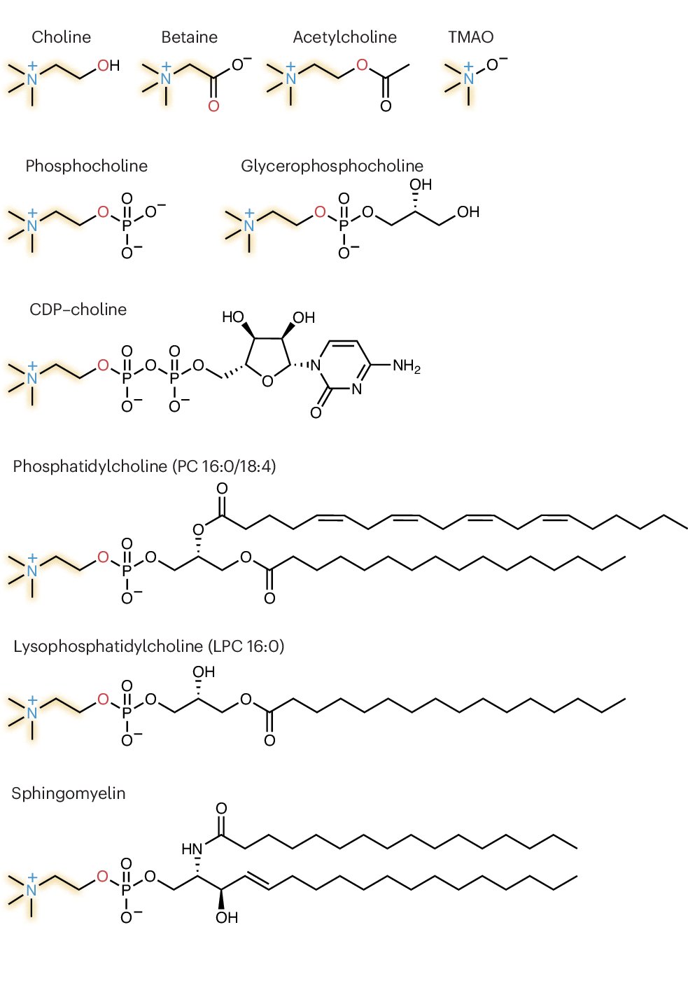 TimCKenny's tweet card. Nature Metabolism - Kenny and Scharenberg et al. provide a broad overview of the fundamental aspects of choline metabolism and cellular handling, and how it impacts physiology and pathology.