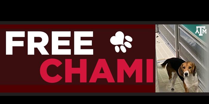 beaglefreedom's tweet card. Chami and Felicity are two beagles suffering inside a Texas A&M laboratory. Chami spent more than seven months alone in a cage, (7206 signatures on petition)