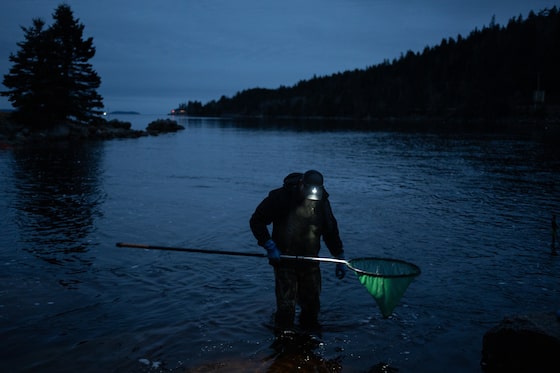 GregMercerGlobe's tweet card. Elvers are one of the most valuable fish in Canada – but 25 years since a Mi’kmaq man’s famous court case, there is little clarity on who has which rights to harvest them