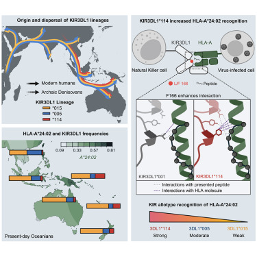 RossjohnLab's tweet card. Predominant genetic variants found in First Nations peoples of the Oceania region influence the function of natural killer cells and may explain population-specific susceptibility to diseases,...