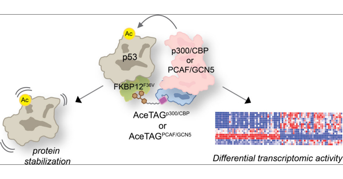 _chrisgparker_'s tweet card. Post-translational modifications (PTMs) dynamically regulate the critical stress response and tumor suppressive functions of p53. Among these, acetylation events mediated by multiple acetyltransfer...