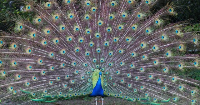 8NEWS's tweet card. A search is on for dozens of beloved peacocks that have mysteriously disappeared.