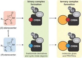 thewoolab's tweet card. Thalidomide, lenalidomide, and their derivatives mimic glutarimide and aspartimide protein modifications that give rise to a motif recognized by the E3 ligase substrate adapter cereblon (CRBN). These...