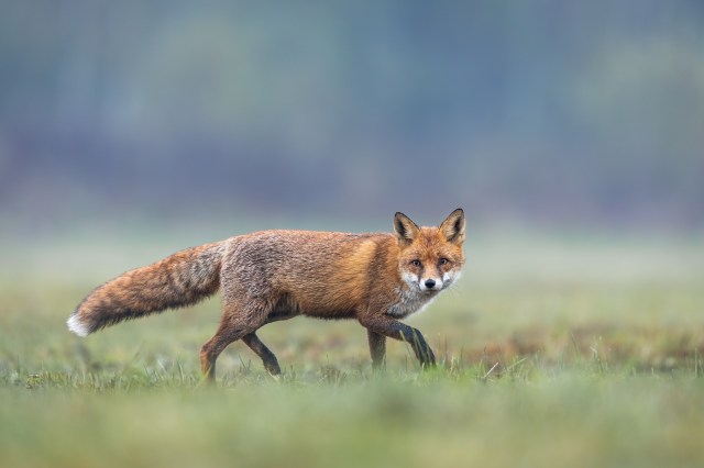 WFXRnews's tweet card. BEDFORD County, Va. (WFXR) – The Bedford County Health Department received confirmation that a fox that was submitted for testing on July 21 has tested positive for rabies. According to the V…