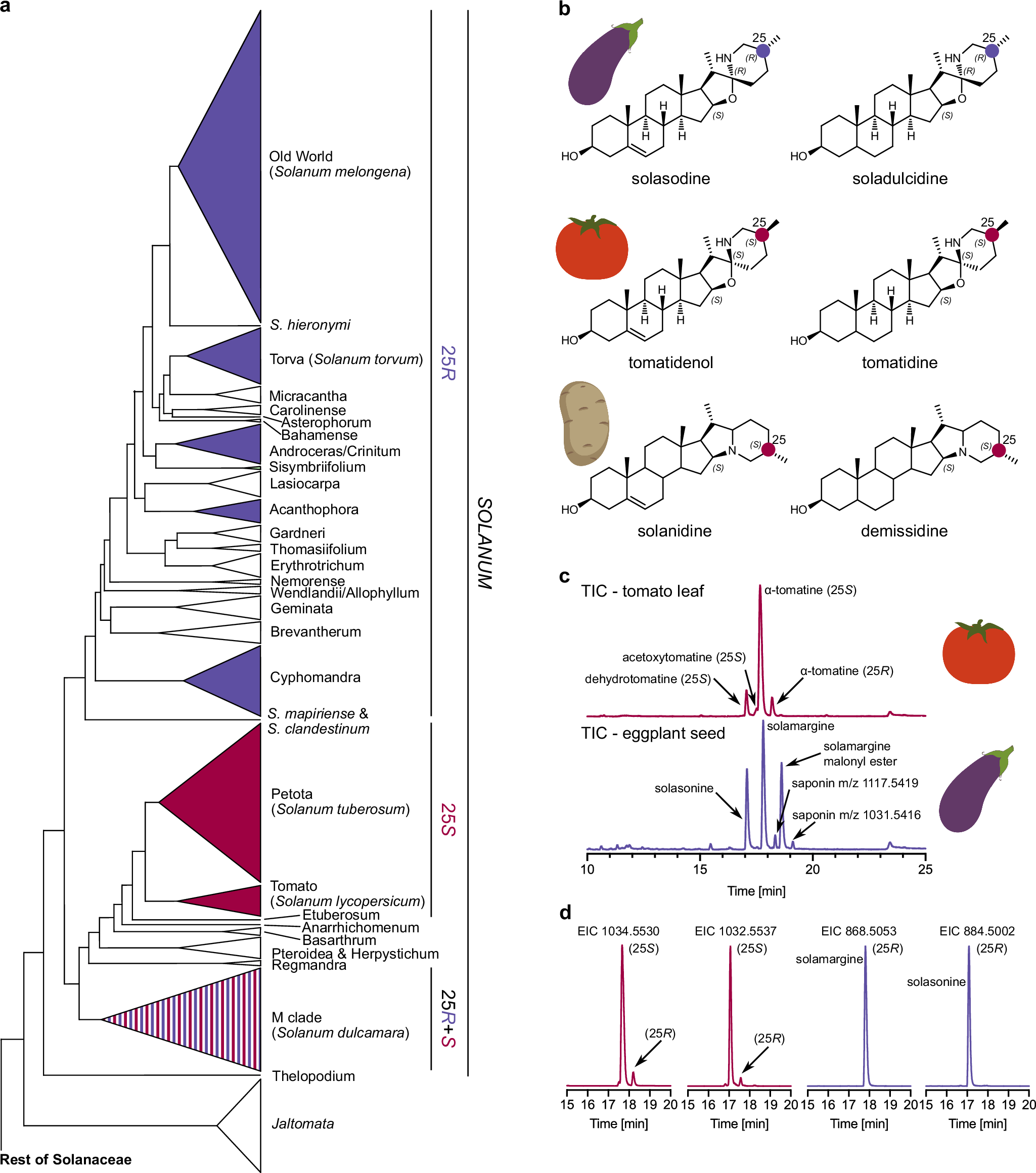AdamJozwiak6's tweet card. Nature Communications - Researchers uncover how plants control the stereochemistry of steroidal alkaloids, key compounds in defense. They show that evolution of GAME8 enzymes in Solanum species has...