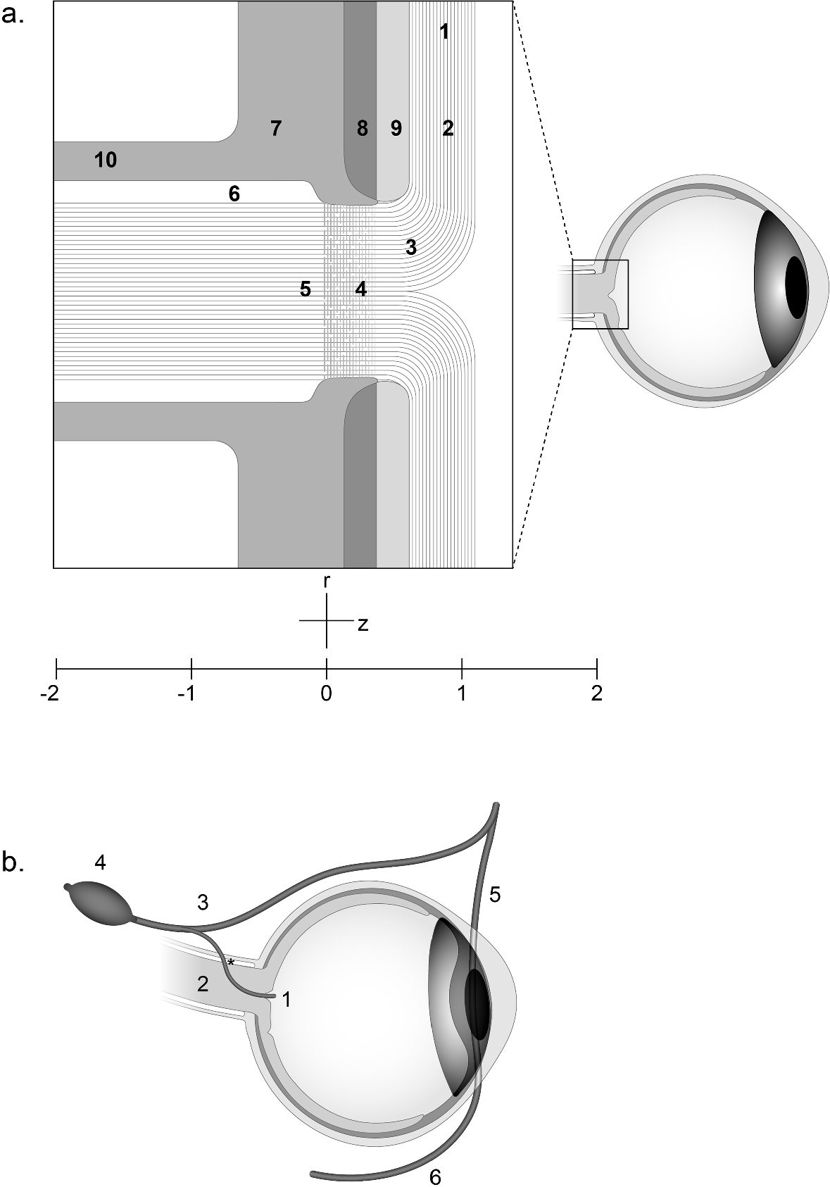 SMB_MathBiology's tweet card. Bulletin of Mathematical Biology - Since the first description of swelling of the optic nerve head in patients with increased intracranial pressure, our understanding of its pathogenesis has...
