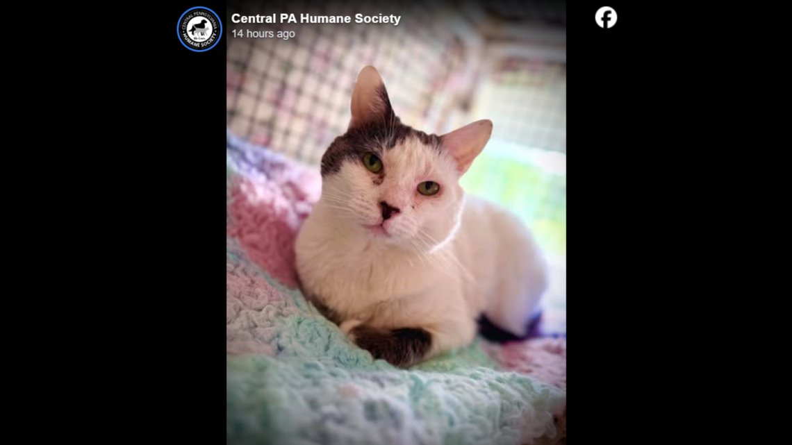 startelegram's tweet card. The cat has epilepsy, and the Pennsylvania shelter believes it’s why she isn’t considered for adoption.
