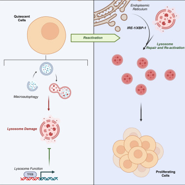 JayXiaojunTan's tweet card. Lysosomes are damaged in quiescent cells, and UPR regulators, IRE-1/XBP-1, promote lysosome repair for cell-cycle re-entry. Lysosome damage in quiescent cells is caused in part by macroautophagy and...