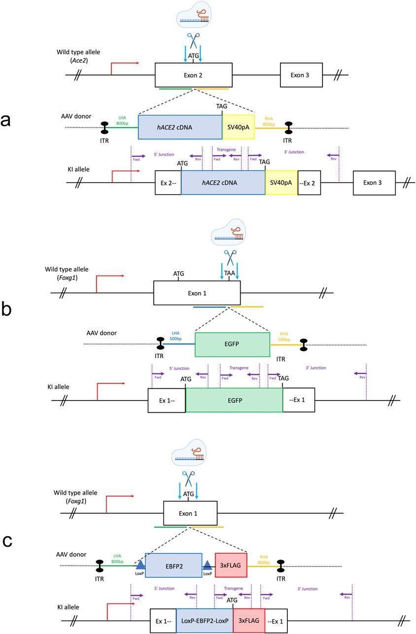 Thidathipw's tweet card. Over the last decade CRISPR gene editing has been successfully used to streamline the generation of animal models for biomedical research purposes. However, ...