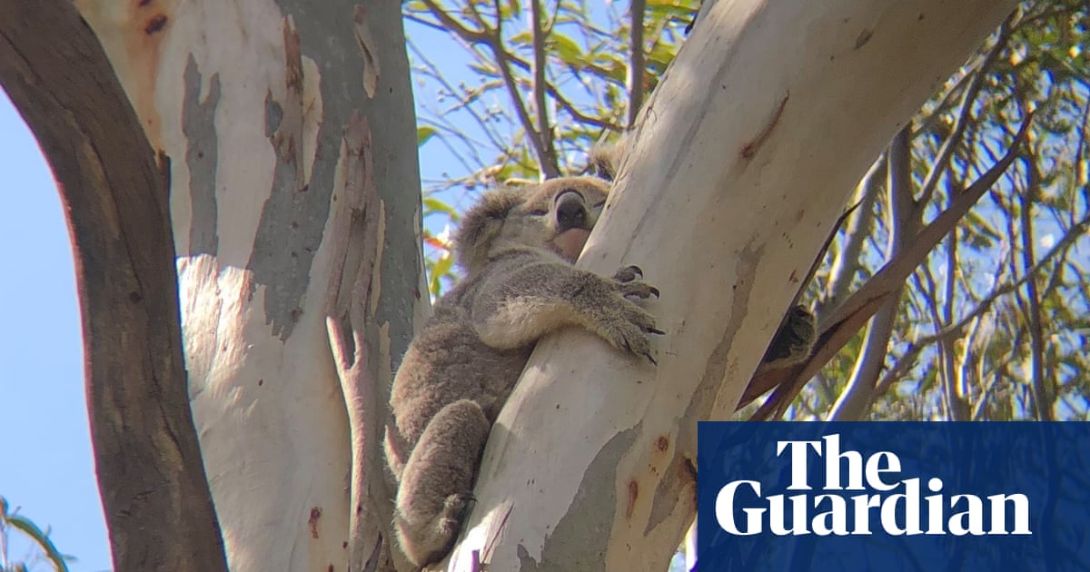 guardianeco's tweet card. Conservationists demand action from Minns government after ‘alarming’ rise in deaths of female koalas and joeys