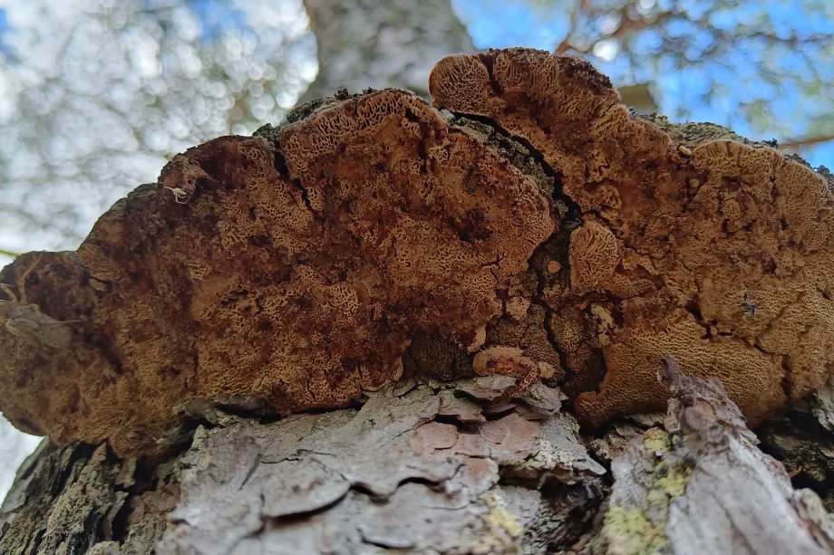 VTTFinland's tweet card. With their unique ability to break down complex organic materials, fungi are becoming an important resource in Finland's efforts toward a sustainable bioeconomy. The Fantastic Fungi project coordin...