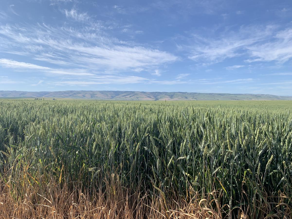 PNWAgNetwork's tweet card. While many of our winter wheat growers are in the middle of harvest, there are still several weeks to go for those that grow spring wheat.