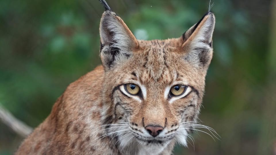 srfnews's tweet card. Im Kanton Bern hat ein Luchs Schafe attackiert. Nun wird der Abschuss gefordert und die Jagdinspektorin angegriffen.