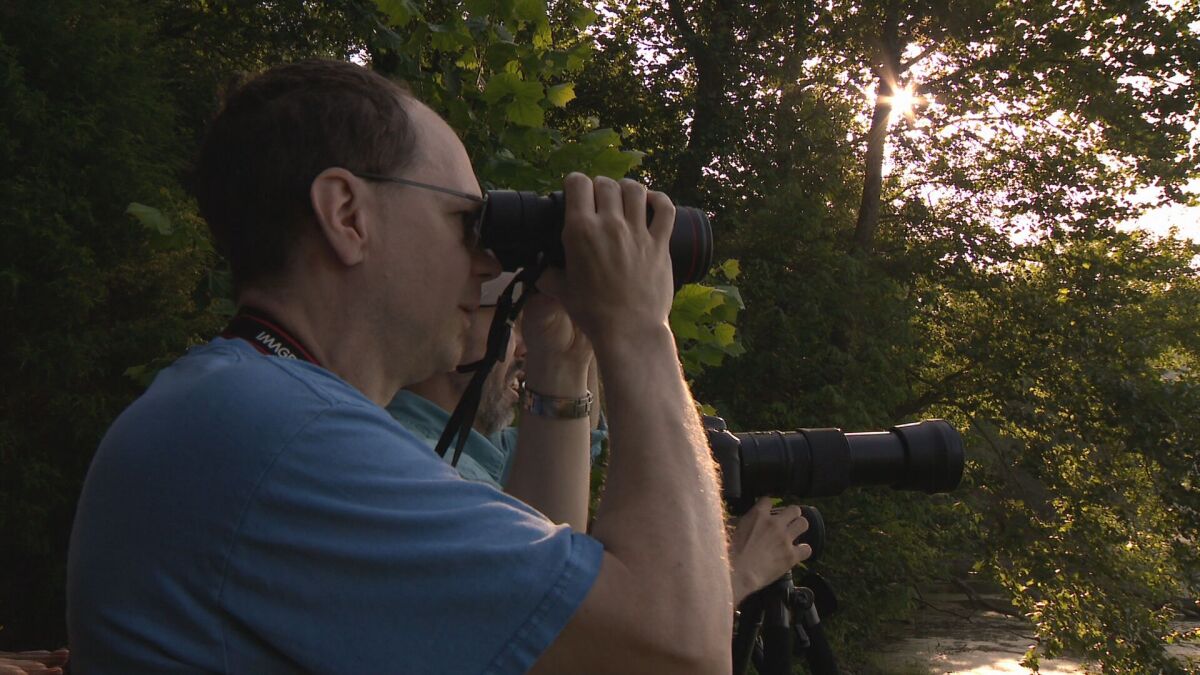 ChrisDavisMMJ's tweet card. EAGLE WATCH! Park rangers at Radnor Lake State Park say, sometime this week, a baby American Bald Eagle is expected to take its first flight out of the nest. Hikers are hoping to see it in person.