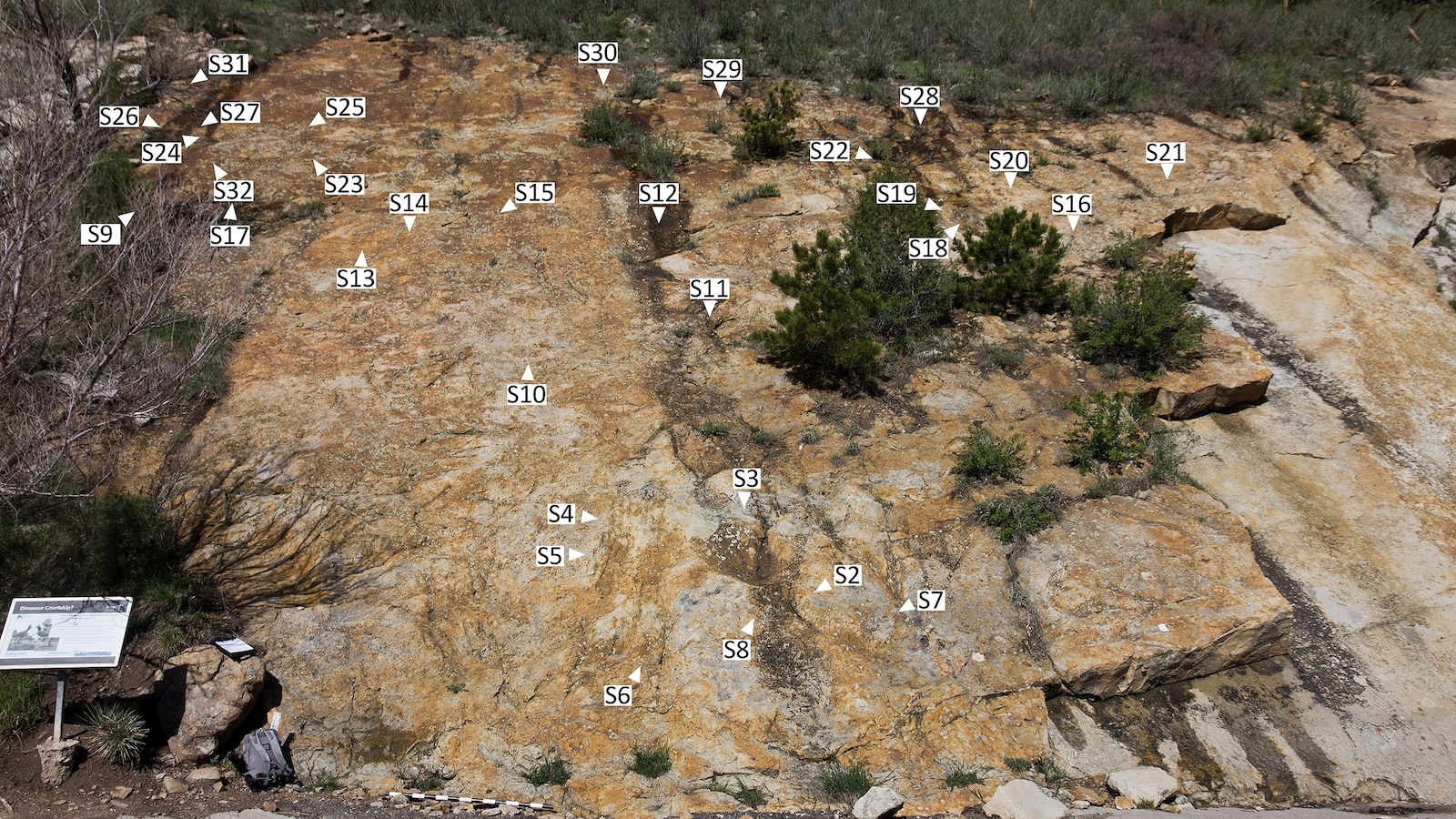 ODUSCI's tweet card. Researchers have discovered evidence of one of the largest dinosaur mating "dance arenas" in present-day Colorado.