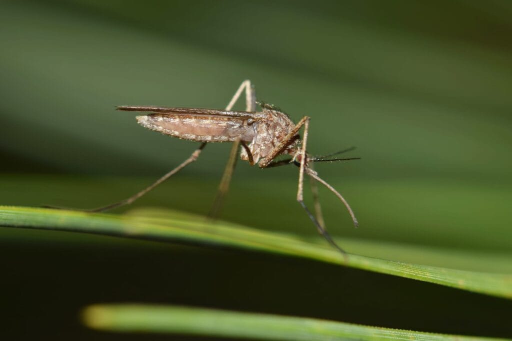UofLHealth's tweet card. Mosquitoes transmitting the West Nile virus are not uncommon in the region, with cases of infected Kentuckians dating back to at least 2002.