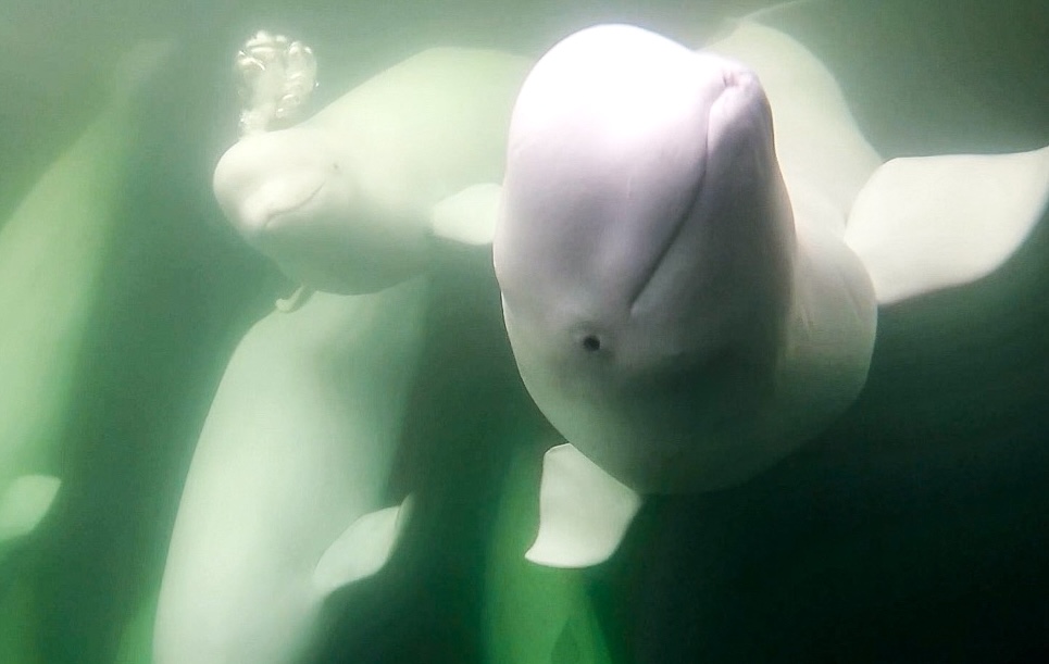 SusanSoltero's tweet card. Polar Bears International’s beloved Beluga Cam began streaming live on July 15 in honor of Arctic Sea Ice Day.