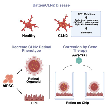 CellRepMed's tweet card. Corti et al. leverage patient hiPSC-derived retinal organoids and retina-on-chip systems to replicate key CLN2 retinal pathologies, including lipofuscin accumulation and cone dysfunction. AAV9-medi...