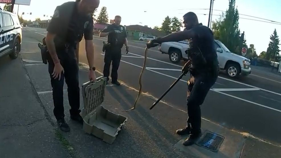 KATUNews's tweet card. Vancouver Police officers can add snake wrangling to their patrol duties after capturing a suspect that was seen slithering along a sidewalk.A community member