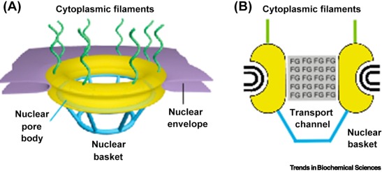 TrendsBiochem's tweet card. In eukaryotes, the separation of transcription from translation enables extensive mRNA processing (capping, splicing, and polyadenylation) before translation. This review focuses on recent work that...