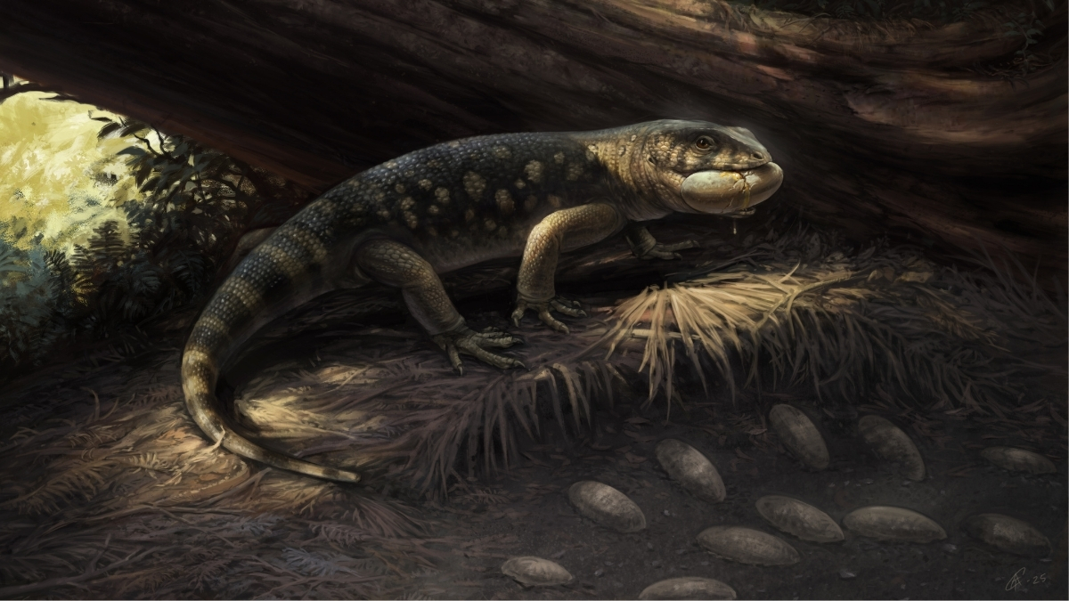 brianmaffly's tweet card. Discovery of Bolg amondol, a name inspired by J.R.R. Tolkien’s “Lord of the Rings” universe, reveals the complex evolutionary history of giant Gila monster relatives...