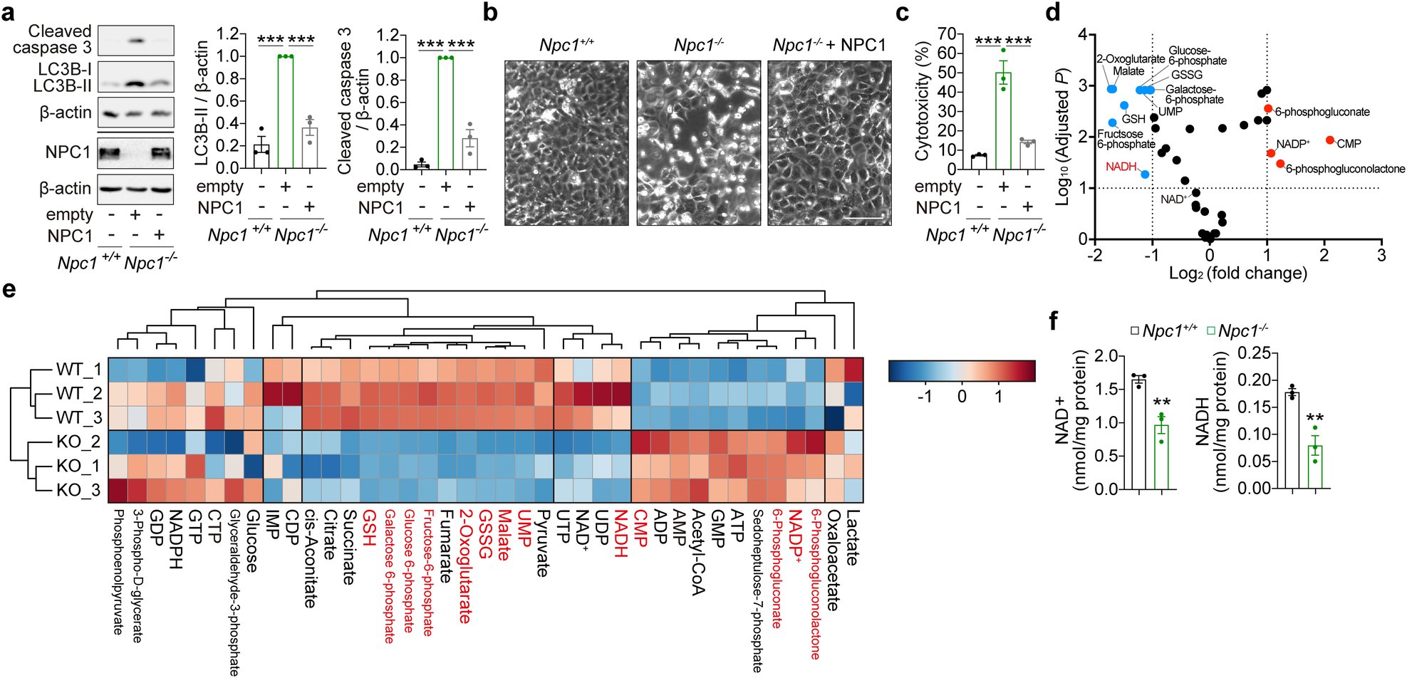 SarkarSovan's tweet card. Cell Death & Disease - Targeting the autophagy-NAD axis protects against cell death in Niemann-Pick type C1 disease models