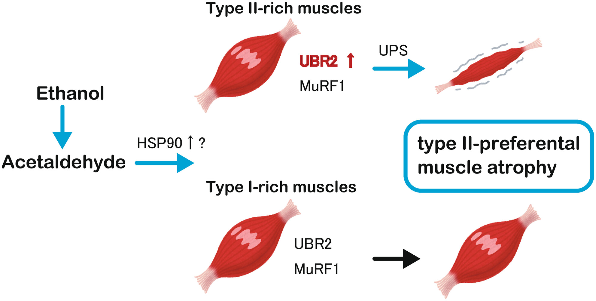 ACERjournal's tweet card. Chronic alcohol consumption induces atrophy of type II (anaerobic, fast-twitch) muscle fibers over type I (aerobic, slow-twitch) fibers. We observed an increase in the expression of E3 ubiquitin...