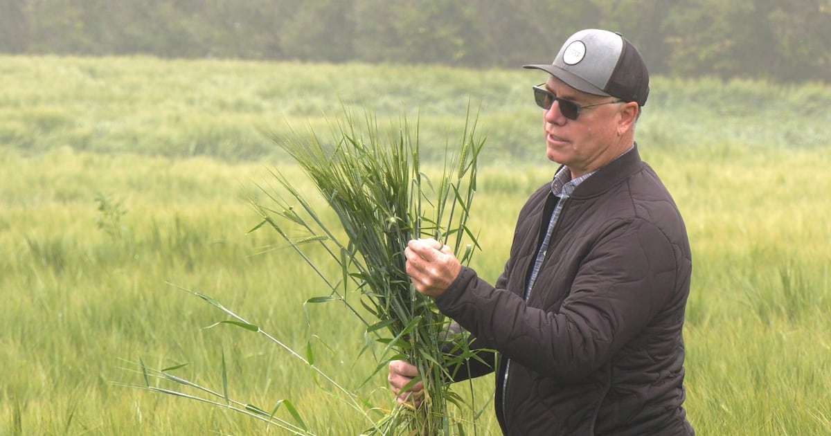 CTVCalgary's tweet card. Farmers southeast of Calgary say the recent rain is the boost their crops badly needed after multiple years of drought-like conditions.