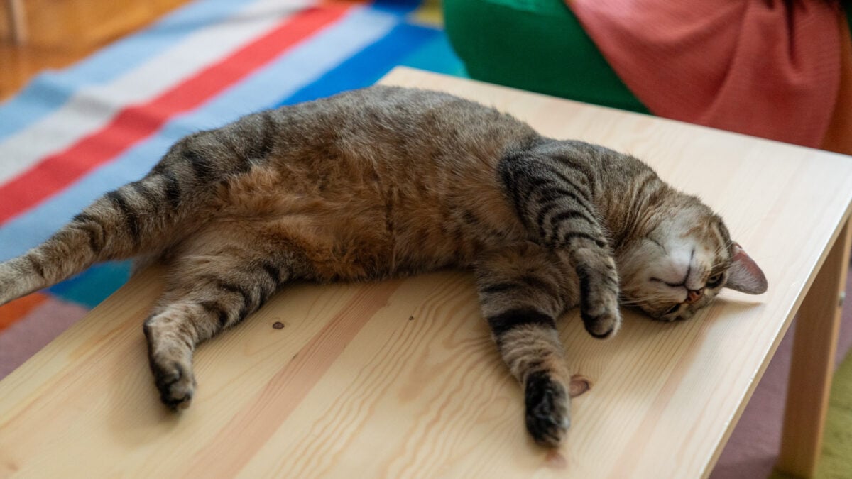 raywongy's tweet card. Sleeping on their left sides keeps the right side of cats' brains alert and ready to detect immediate threats, scientists say.