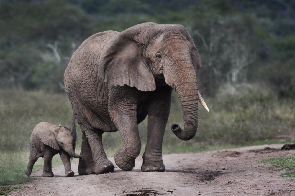 ElephantsFuture's tweet card. As Rwanda considers reintroducing elephants to Nyungwe National Park, experts say several key factors must be evaluated, from climate adaptation, ecological balance, and tourism...
