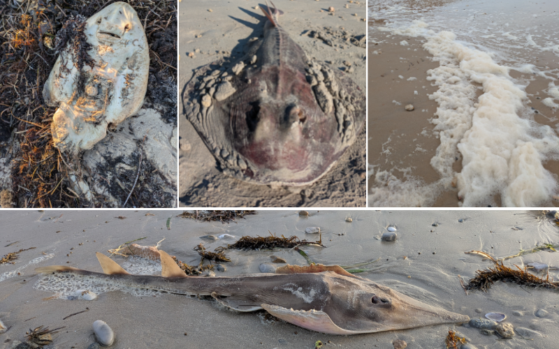 MrRexPatrick's tweet card. Fishermen despair and beach-walkers recoil as blue algae bloom devastates South Australia's marine life. Senate demands inquiry.