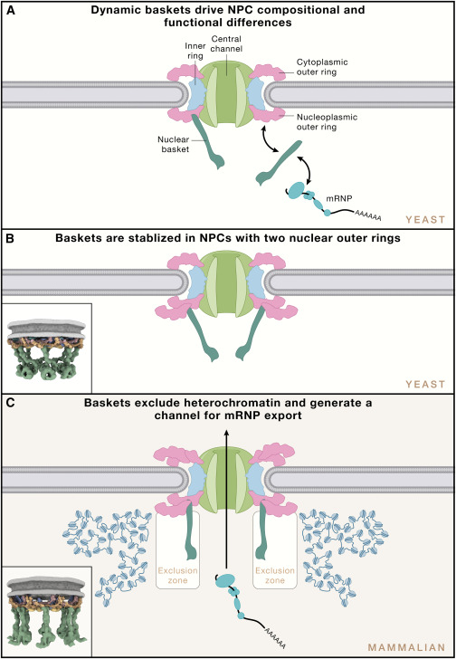 neeleshsoni03's tweet card. Nuclear pore complexes are massive protein gateways that control molecular exchange between the nucleus and cytoplasm. In this issue of Cell, Singh et al. provide the first high-resolution views of...