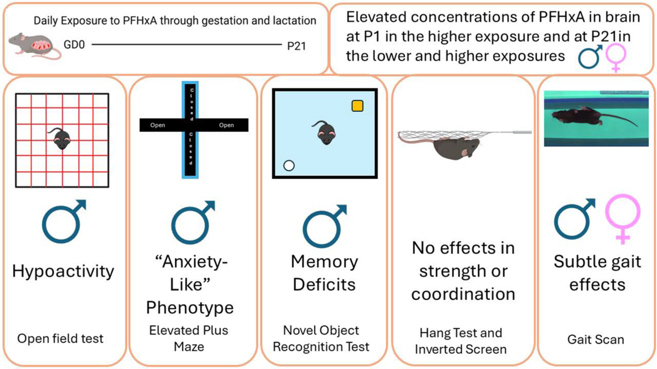 bennettpeer's tweet card. Here, we report that following gestational and lactational exposure to PFHxA, there are elevated concentrations of PFHxA in the brain at P1 and in the brain and serum at P21 in both males and...