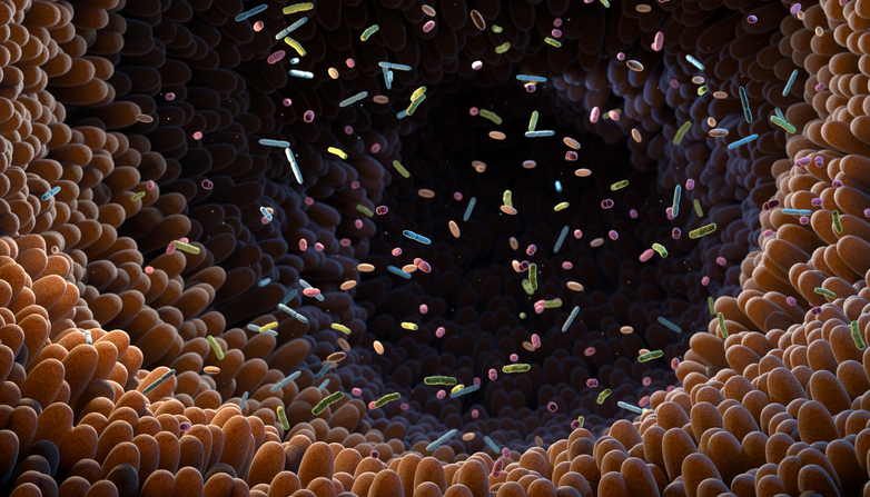 NUFeinbergMed's tweet card. A compound found in the gut may reduce some of the manifestations of Alzheimer’s disease, according to a Northwestern Medicine study published in the Journal of Clinical Investigation.