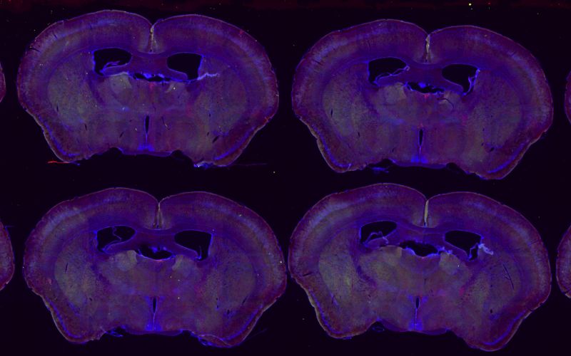 TAMU_Biology's tweet card. Decoding the Brain’s Internal Clock, and What Happens When It Breaks? By: TAMU Biology  From sleep cycles to hormone levels to body temperature, nearly every aspect of our biology follows a 24-hour...